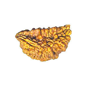 Manufacturers Exporters and Wholesale Suppliers of Mukhi Rudraksha Rishikesh Uttarakhand